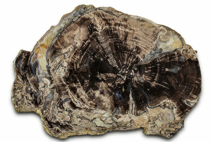 Petrified Wood (Schinoxylon) Round - Blue Forest, Wyoming #335003